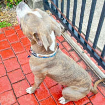 Thumbnail photo of Bruno #4