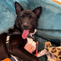 Thumbnail photo of Cornelia #4