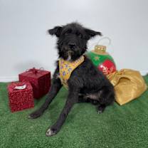 Thumbnail photo of Tramp #4