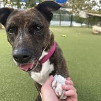 Thumbnail photo of Sassy #2