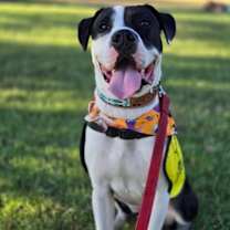 Thumbnail photo of Panda #1