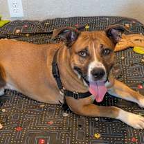 Thumbnail photo of Migo #2