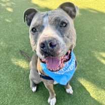 Thumbnail photo of Leon #1