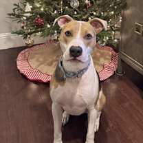 Thumbnail photo of Benji #1