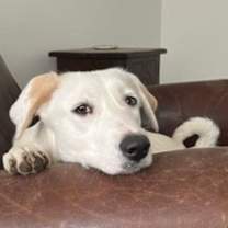 Thumbnail photo of Muffin #1