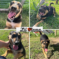 Thumbnail photo of Lil Mama #1