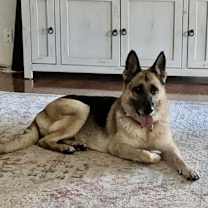 Thumbnail photo of Remi #2