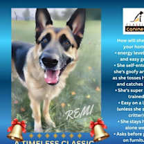Thumbnail photo of Remi #4