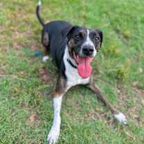 Thumbnail photo of Huey #1