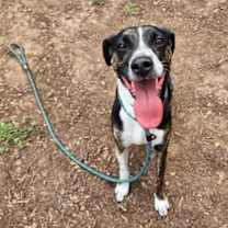 Thumbnail photo of Huey #3