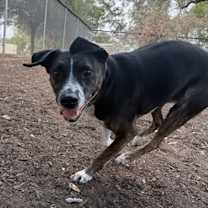 Thumbnail photo of Huey #4