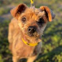 Thumbnail photo of Phoebe #1