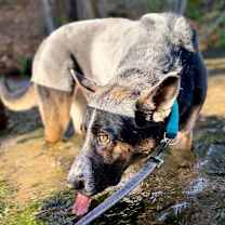 Thumbnail photo of Maximus #3