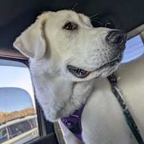 Thumbnail photo of Apollo #1