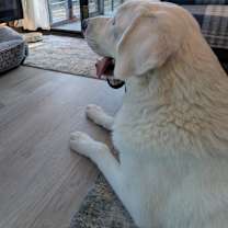 Thumbnail photo of Apollo #3