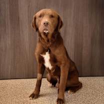 Thumbnail photo of Copper #1