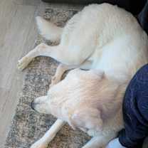 Thumbnail photo of Apollo #4