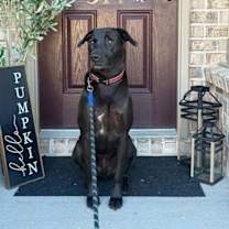 Thumbnail photo of Realango #3