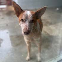 Thumbnail photo of Remi #1