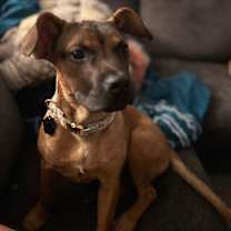 Thumbnail photo of Caspilly Ross #4