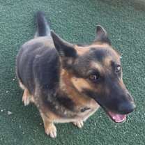 Thumbnail photo of Scout #4