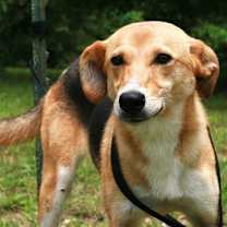 Thumbnail photo of Moa #1