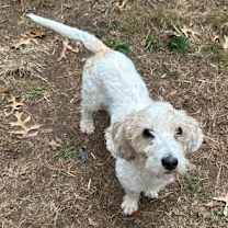 Thumbnail photo of Ginger #1