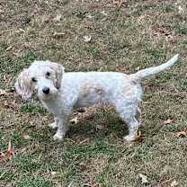 Thumbnail photo of Ginger #2