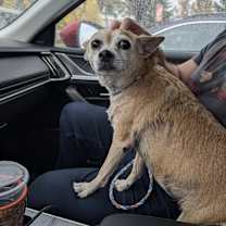 Thumbnail photo of Bambi #2