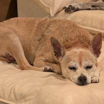 Thumbnail photo of Bambi #3