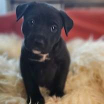 Thumbnail photo of Puddles #4