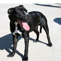 Thumbnail photo of Linus (CP) #1