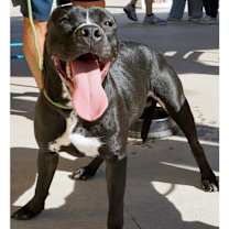 Thumbnail photo of Linus (CP) #2