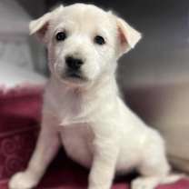 Thumbnail photo of Cordelia #1