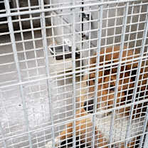 Thumbnail photo of Roscoe #4