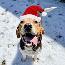 Thumbnail photo of Gigi (Georgette) #1