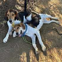 Thumbnail photo of Gigi (Georgette) #2