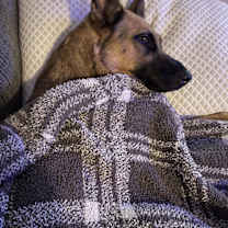 Thumbnail photo of Bear #3