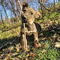 Thumbnail photo of Gnochi #1