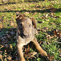 Thumbnail photo of Gnochi #3