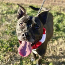 Thumbnail photo of Morty #2