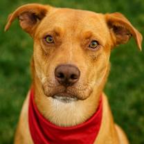 Thumbnail photo of Cheddar Bob #1