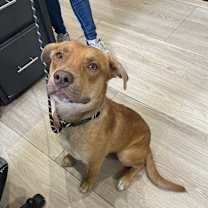 Thumbnail photo of Cheddar Bob #2