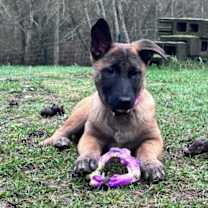 Thumbnail photo of Autumn #1