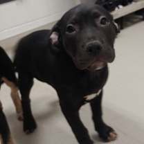 Thumbnail photo of Beerus #3