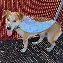 Thumbnail photo of Teddy #3