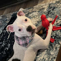 Thumbnail photo of Ava #3