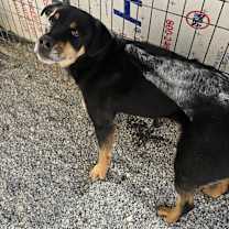 Thumbnail photo of Bear (Otto) #1