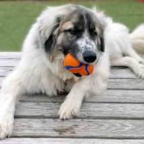 Thumbnail photo of Maui #4