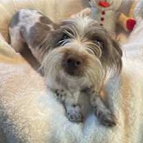 Thumbnail photo of Yeager #1